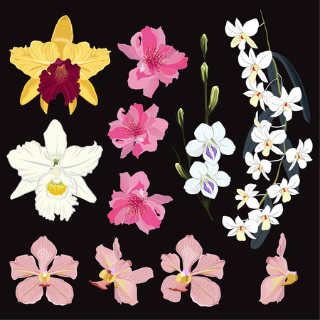 Set of Exotic Orchid flower and botanical plants hand drawn vector illustration stylish and colorful elements on blackのイラスト素材
