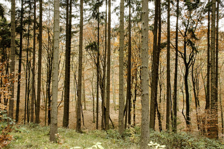 Foggy autumn forest in Germany  Rheinland-Pfalz 