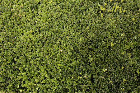 Green Leafs Background