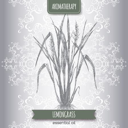 Cymbopogon aka lemongrass sketch on elegant lace background. Aromatherapy series. Great for traditional medicine, perfume design, cooking or gardening.のイラスト素材