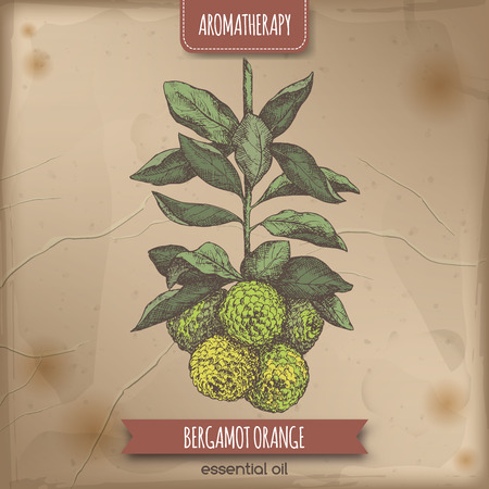 Color Citrus bergamia aka bergamot orange sketch on vintage paper background. Aromatherapy series. Great for traditional medicine, perfume design, cooking or gardening.のイラスト素材