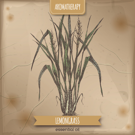 Color Cymbopogon aka lemongrass sketch on vintage background. Aromatherapy series. Great for traditional medicine, perfume design, cooking or gardening.のイラスト素材
