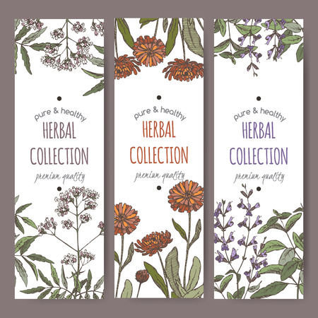 Set of three color vector herbal tea labels with valerian, calendula and sage on hand drawn sketch. Placed on white background.のイラスト素材