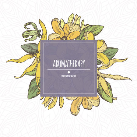 Elegant color center frame template with ylang-ylang sketch. Aromatherapy series. Great for traditional medicine, perfume design, cooking or gardening.のイラスト素材