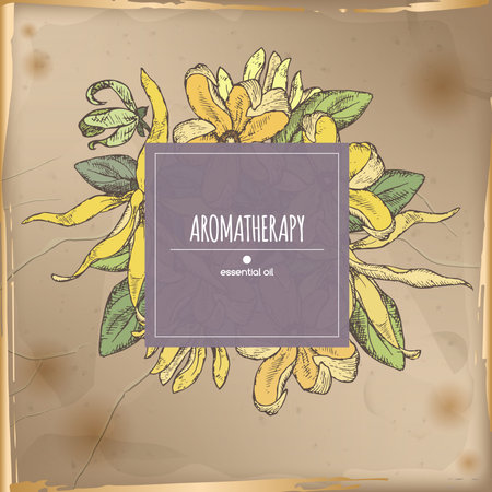 Elegant color center frame template with ylang-ylang sketch on vintage background. Aromatherapy series. Great for traditional medicine, perfume design, cooking or gardening.のイラスト素材