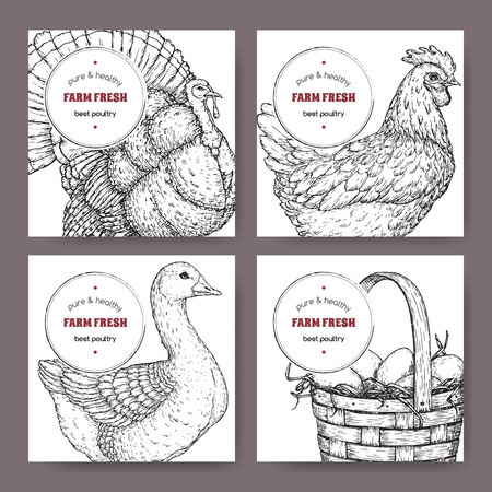 Four labels with hand drawn poultry sketches.のイラスト素材