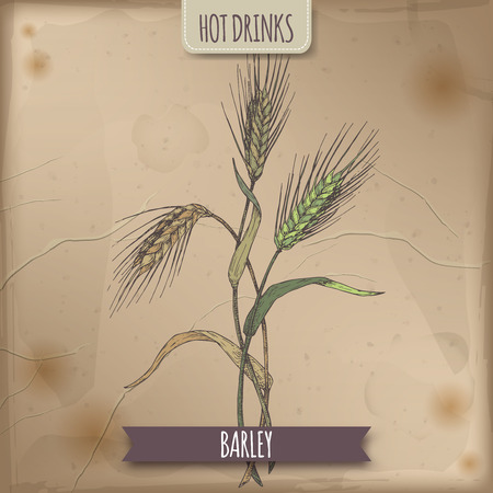 Barley aka Hordeum vulgare hand drawn color sketch. Used as coffee substitute. Hot drinks collection. Great for cafe, bars, tea ads.のイラスト素材