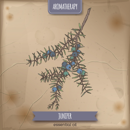 Juniperus communis aka juniper branch color sketch on vintage background.のイラスト素材