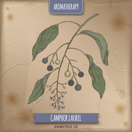 Cinnamomum camphora aka camphorwood or camphor laurel branch color sketch on vintage background.のイラスト素材