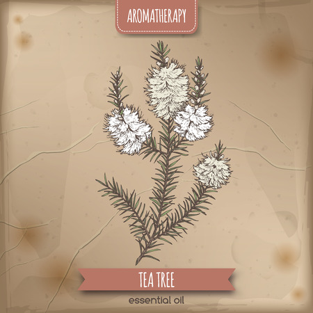 Melaleuca alternifolia aka tea tree branch color sketch on vintage background. Great for traditional medicine, perfume design, cooking or gardening.のイラスト素材