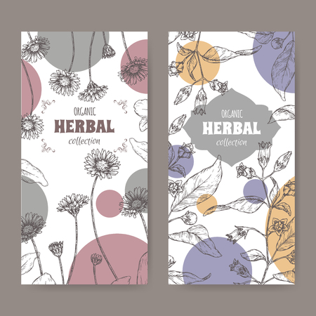 Set of two labels with Bellis perennis aka daisy and Atropa belladonna aka belladonna or deadly nightshade sketch. Hand drawn sketch. Herbal collection. Great for traditional medicine, or gardening.のイラスト素材