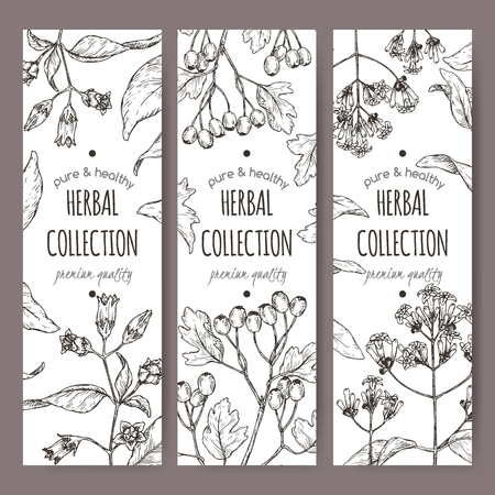 Three labels with Atropa belladonna aka belladonna, Cinchona officinalis aka quinine and Crataegus monogyna aka common hawthorn sketch. Green apothecary series.のイラスト素材