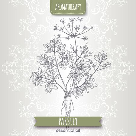 Parsley aka Petroselinum crispum sketch on elegant laceのイラスト素材