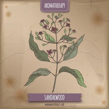 Indian Sandalwood Aka Santalum Album Color Sketch On Vintage Tasmeemme Com