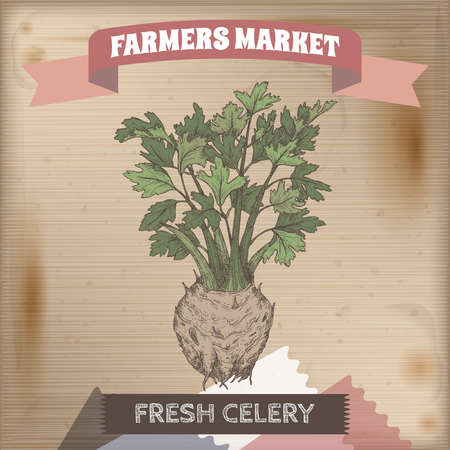 Apium graveolens aka celery color sketch on vintage background. Farmers market series.のイラスト素材