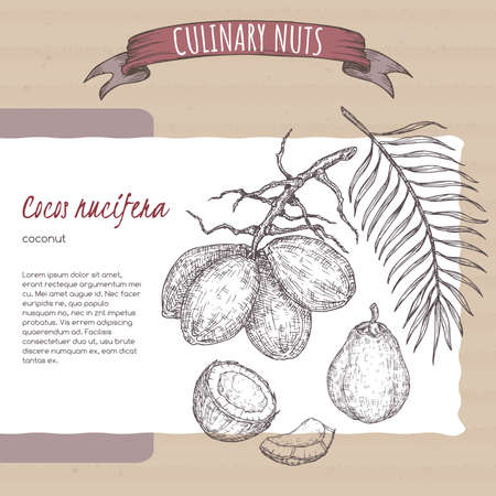 Cocos nucifera aka coconut tree branch and nuts sketch on cardboard background. Culinary nuts series.のイラスト素材