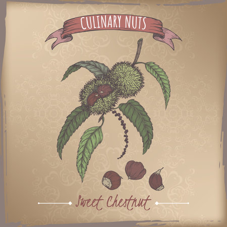 Castanea sativa aka sweet chestnut branch and nuts color sketch on vintage background. Culinary nuts series.のイラスト素材