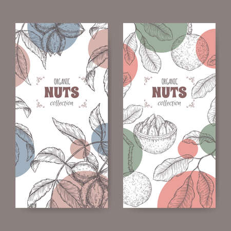 Two labels with carya illinoinensis aka pecan and Bertholletia excelsa aka Brazil nut branch and nuts sketch.のイラスト素材