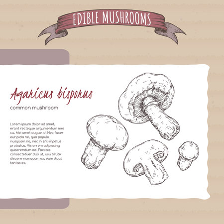 Agaricus bisporus aka common mushroom sketch on cardboard background. Edible mushrooms series.のイラスト素材