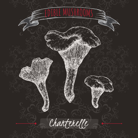 Cantharellus cibarius aka golden chanterelle sketch on black background. Edible mushrooms series.のイラスト素材