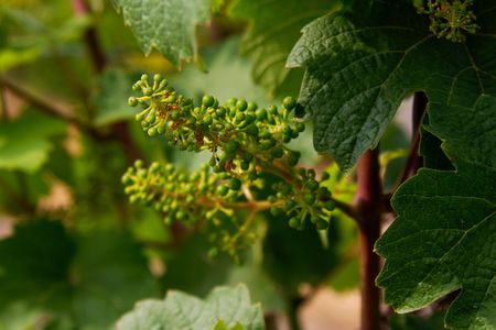 vineyard near Wuerzburg, Franconia, Germanyの写真素材