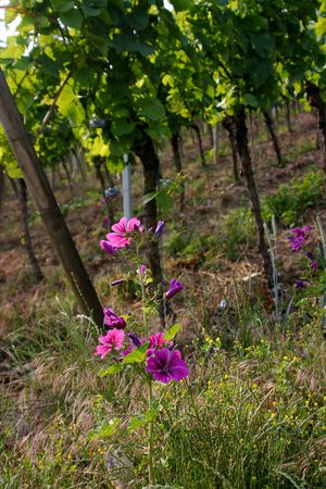 vineyard near Wuerzburg, Franconia, Germanyの写真素材