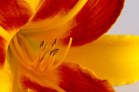 Daylily (Hemerocallis) photographed in june near Frankfurt, Hessen, Germanyの写真素材