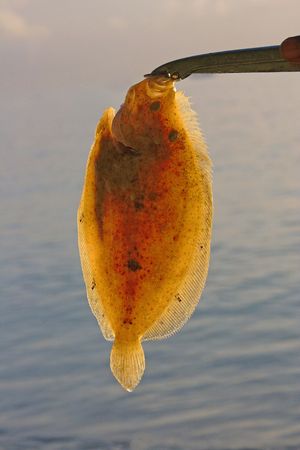 Flounder (Pleuronectiformes) photographed in Barbados in October 2007の写真素材