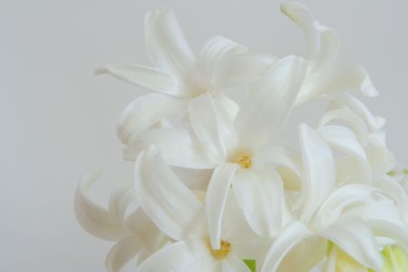 spring with hyacinth in Germany (February 2008)の写真素材