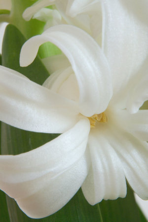 spring with hyacinth in Germany (February 2008)の写真素材