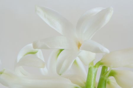 spring with hyacinth in Germany (February 2008)の写真素材
