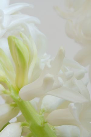 spring with hyacinth in Germany (February 2008)の写真素材