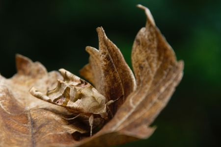 Moth in perfect camouflage near Frankfurt in Germany (August 2008)の写真素材