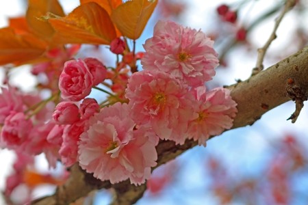 cherry blossom in march, Frankfurt/Main, Germanyの写真素材