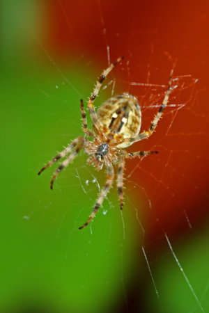 the European garden spider (Araneus diadematus) or diadem spider, also called the cross spider