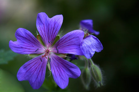 garden geranium photographed in june 2008 near Frankfurt, Germany