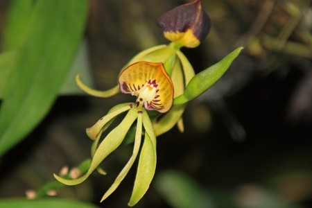 Vanda orchid photographed in Singapore in October 2008の写真素材