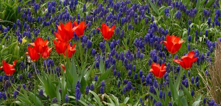 spring field photographed in Frankfurt Main, Hessen, Germanyの写真素材