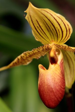 Paphiopedilum Orchid photographed in Frankfurt, Hessen, Germanyの写真素材