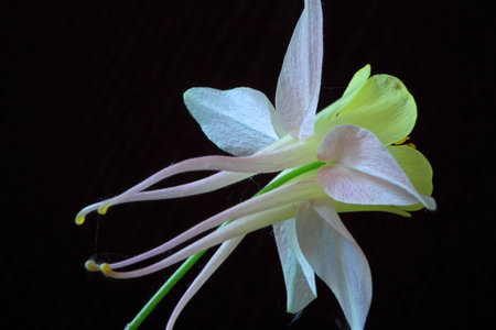 Aquilegia vulgarisの写真素材