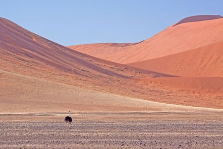 red dunes of sossusvlei;
Landscape in Namibia;
photographed in October 2009の写真素材