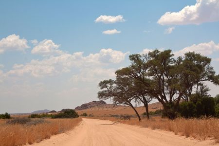 Donkey on the roadside;
photographed in october 2009, Namibiaの写真素材