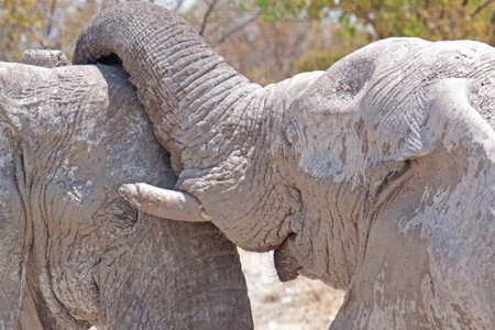 Elephant bulls (Elephantidae) in the Etosha National Park, Namibia, October 2009の写真素材