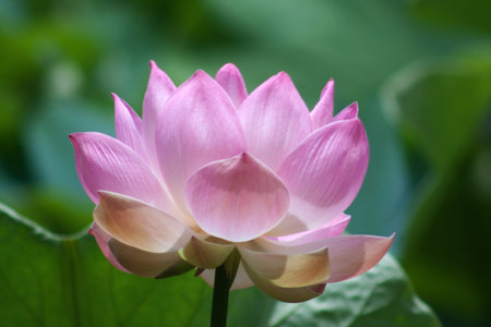 Lotus flower in the Botanical Garden Mauritiusphotographed in November 2010