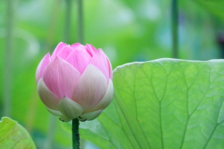 Lotus flower in the Botanical Garden Mauritius
photographed in November 2010の写真素材