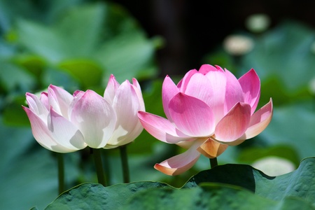 Lotus flower in the Botanical Garden Mauritius
photographed in November 2010の写真素材