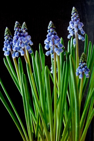 Grape Hyacinth (Muscari), spring flower,
の写真素材