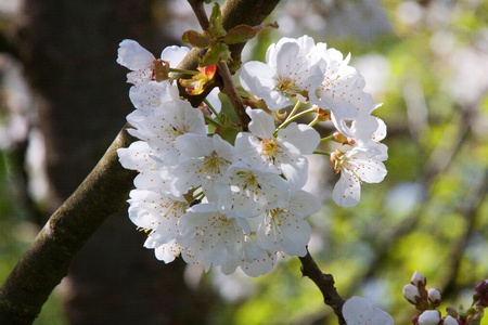 Cherry blossom in Spring, photographed in April 2011, near Frankfurt am Main, Germanyの写真素材