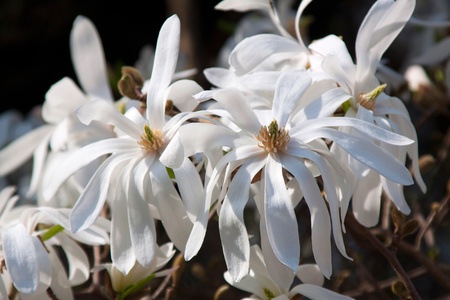 Magnolias bloom in spring, photographed in April 2011, near Frankfurt am Main, Germanyの写真素材