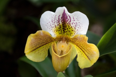 Paphiopedilum orchid photographed in April 2012 in Frankfurt, Main, Germanyの写真素材